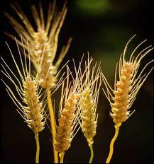 Consumir diariamente el germen de trigo.